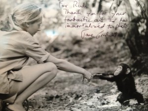 Jane Goodall famous photograph